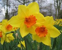 Gelb Orange Narzisse Blumensamen zur Aussaat Wildblume Mischung Traditionssorte & ohne Gentechnik Samen Hausgarten