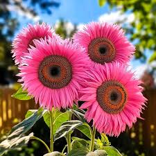 Rosa Sonnenblume Samen – ideal zur Aussaat