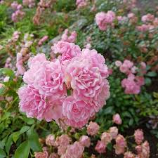 hell Rosa Polyantha Rose Blumensamen zur Aussaat – leuchtend Blüten – Traditionssorte & ohne Gentechnik Samen Hausgarten