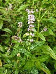 Lila Mint Blumensamen zur Aussaat – robust Sorte – Traditionssorte & ohne Gentechnik Samen Hausgarten