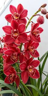 tief Rot Orchidee Blumensamen – farbenfroh Schau Traditionssorte & ohne Gentechnik Samen zur Aussaat Hausgarten