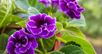 dunkel Lila Gloxinie Blumensamen zur Aussaat – hochwertige Qualitäts- – Traditionssorte & ohne Gentechnik Samen Hausgarten