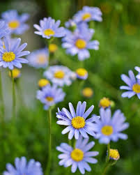 Blau Bellis Perennis Blumensamen zur Aussaat – robust Sorte – Traditionssorte & ohne Gentechnik Samen Hausgarten