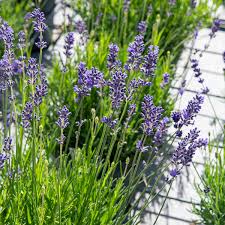 Munstead Lavendel Blumensamen zur Aussaat – saisonal Dauerblüher – Traditionssorte & ohne Gentechnik Samen Hausgarten