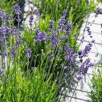 Munstead Lavendel Blumensamen zur Aussaat – saisonal Dauerblüher – Traditionssorte & ohne Gentechnik Samen Hausgarten