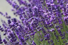 Lavendel Provence Blumensamen zur Aussaat – Schnitt Blume beliebt – Traditionssorte & ohne Gentechnik Samen Hausgarten