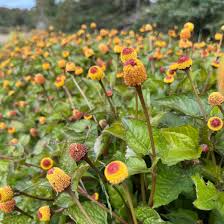 Acmella Oleracea Blumensamen zur Aussaat – Schnitt Blume beliebt – Traditionssorte & ohne Gentechnik Samen Hausgarten