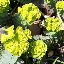 Grün Euphorbia Myrsinites Blumensamen zur Aussaat – Schnitt Blume beliebt – Traditionssorte & ohne Gentechnik Samen Hausgarten
