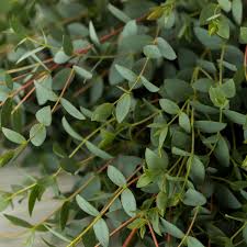 Grün Eucalyptus Parvifolia Blumensamen zur Aussaat – sonnenliebend – Traditionssorte & ohne Gentechnik Samen Hausgarten