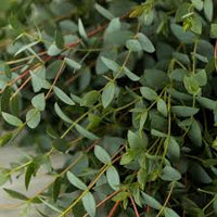 Grün Eucalyptus Parvifolia Blumensamen zur Aussaat – sonnenliebend – Traditionssorte & ohne Gentechnik Samen Hausgarten