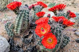 Cactus Blumensamen zur Aussaat – kompakt Wuchs – Traditionssorte & ohne Gentechnik Samen Hausgarten