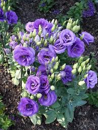 Lila Gentian Blumensamen duftend Blüten Traditionssorte & ohne Gentechnik Samen Hausgarten