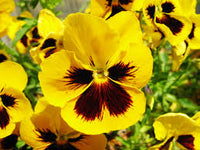 Gelb Stiefmütterchen Blumensamen zur Aussaat leuchtend Traditionssorte & ohne Gentechnik Samen Hausgarten