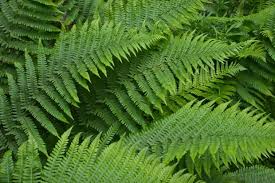 Fern Blumensamen zur Aussaat – lang Blüte Saison – Traditionssorte & ohne Gentechnik Samen Hausgarten