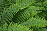 Fern Blumensamen zur Aussaat – lang Blüte Saison – Traditionssorte & ohne Gentechnik Samen Hausgarten