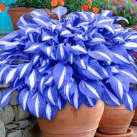 Hosta mehrjährig Blumensamen zur Aussaat – Anzucht – Traditionssorte & ohne Gentechnik Samen Hausgarten