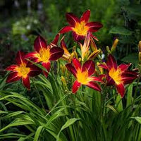Gelb Rot Hemerocallis Blumensamen zur Aussaat – sonnenliebend – Traditionssorte & ohne Gentechnik Samen Hausgarten