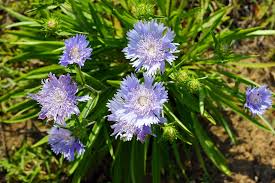 Stoke's Aster Blumensamen zur Aussaat – Garten beliebt – Traditionssorte & ohne Gentechnik Samen Hausgarten