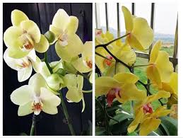 hell Gelb Schmetterlingsorchidee Orchidee Samen – elegant Blüten Traditionssorte & ohne Gentechnik Hausgarten