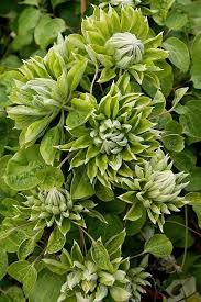 Grün Waldrebe Blumensamen Garten farbenfroh Schau Traditionssorte & ohne Gentechnik Samen Hausgarten