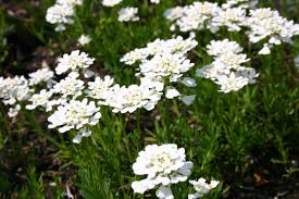 Iberis Sempervirens Blumensamen zur Aussaat – Schnitt Blume beliebt – Traditionssorte & ohne Gentechnik Samen Hausgarten