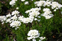Iberis Sempervirens Blumensamen zur Aussaat – Schnitt Blume beliebt – Traditionssorte & ohne Gentechnik Samen Hausgarten