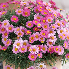 Rosa Robinsons Blumensamen zur Aussaat – Schnitt Blume beliebt – Traditionssorte & ohne Gentechnik Samen Hausgarten