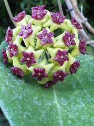 Lila Hoya Blumensamen zur Aussaat All Saison Aussaat Traditionssorte & ohne Gentechnik Samen Hausgarten