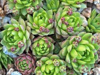 dunkel Grün Succulent Blumensamen zur Aussaat – Traditionssorte ohne Gentechnik Halbschatten verträglich biologisch Garten Samen Keimung