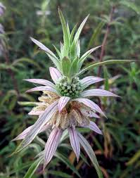 Lila Monarda Punctata Samen zur Aussaat leuchtend mehrjährige Blüten
