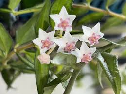 Lime Grün Hoya Blumensamen zur Aussaat Bestäuber freundlich Traditionssorte & ohne Gentechnik Samen Hausgarten