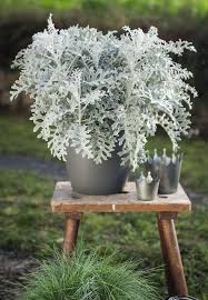 Silver Chandelier Samen zur Aussaat – Traditionssorte ohne Gentechnik Landhaus Garten wichtig biologisch Garten Samen Keimung
