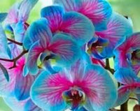 Blau Rosa Schmetterlingsorchidee Orchidee Blumensamen zur Aussaat duftend Blüten Traditionssorte & ohne Gentechnik Samen Hausgarten