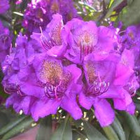 Lavendel Rhododendron Azalee Blumensamen zur Aussaat pflegeleicht Traditionssorte & ohne Gentechnik Samen Hausgarten