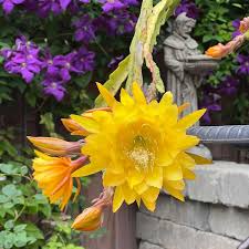 Gelb Epiphyllum Blumensamen zur Aussaat leuchtend Blüten Traditionssorte & ohne Gentechnik Samen Hausgarten