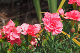 Rosa carnation blume samen for anpflanzung - beautiful blooms