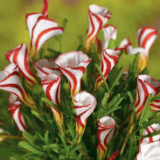Candy Cane Sorrel Blumensamen zur Aussaat – kompakt Wuchs – Traditionssorte & ohne Gentechnik Samen Hausgarten