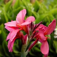 Rosa Canna Blumensamen zur Aussaat Bestäuber freundlich Traditionssorte & ohne Gentechnik Samen Hausgarten