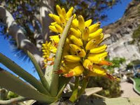 Gelb Aloe Dichotoma Blumensamen zur Aussaat – ideal Rabatten – Traditionssorte & ohne Gentechnik Samen Hausgarten