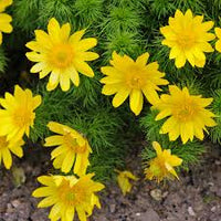 Gelb Adonis Blumensamen zur Aussaat – Landhaus Garten wichtig – Traditionssorte & ohne Gentechnik Samen Hausgarten