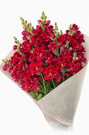 hell Rot Antirrhinum Blumensamen zur Aussaat Schnitt Blume beliebt Traditionssorte & ohne Gentechnik Samen Hausgarten