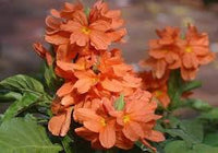 Orange Marmalade Blumensamen zur Aussaat – Schnitt Blume beliebt – Traditionssorte & ohne Gentechnik Samen Hausgarten