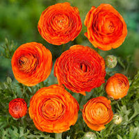 Orange Ranunculus Blumensamen – ideal Rabatten Traditionssorte & ohne Gentechnik Samen Hausgarten
