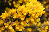 Gelb Gorse Ulex Europaeus Blumensamen zur Aussaat – Anzucht – Traditionssorte & ohne Gentechnik Samen Hausgarten