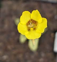 Gelb Puya Mirabilis Blumensamen zur Aussaat – duftend Blüten – Traditionssorte & ohne Gentechnik Samen Hausgarten