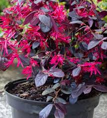 Rot Loropetalum Blumensamen zur Aussaat – leuchtend – Traditionssorte & ohne Gentechnik Samen Hausgarten
