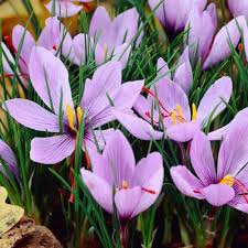 hell Rosa Crocus Blumensamen zur Aussaat – hochwertige Qualitäts- – Traditionssorte & ohne Gentechnik Samen Hausgarten