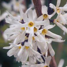 Weiß Forsythia – Abeliophyllum distichum Blumensamen zur Aussaat – Anzucht – Traditionssorte & ohne Gentechnik Samen Hausgarten