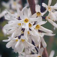 Weiß Forsythia – Abeliophyllum distichum Blumensamen zur Aussaat – Anzucht – Traditionssorte & ohne Gentechnik Samen Hausgarten