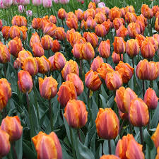 Orange Gray Tulpe Blumensamen zur Aussaat Halbschatten verträglich Traditionssorte & ohne Gentechnik Samen Hausgarten